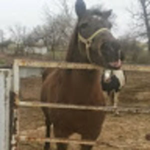 Meet your Posher, Sadie